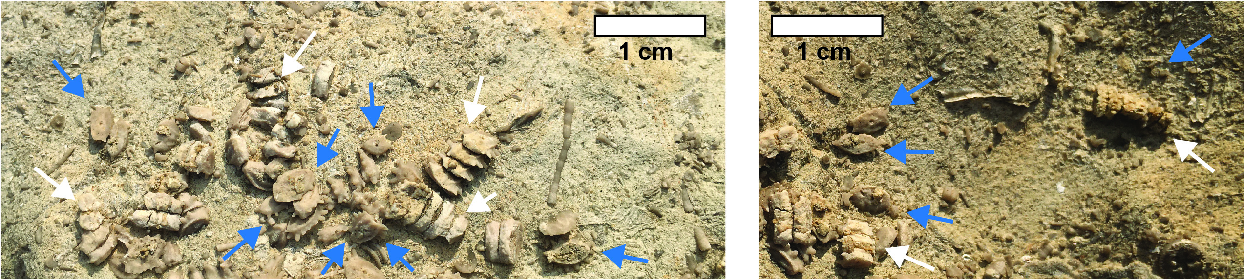 Platycrinites penicillus column
fragments and lens-shaped columnals with tiny spines in Ste. Genevieve Limestone bedrock.